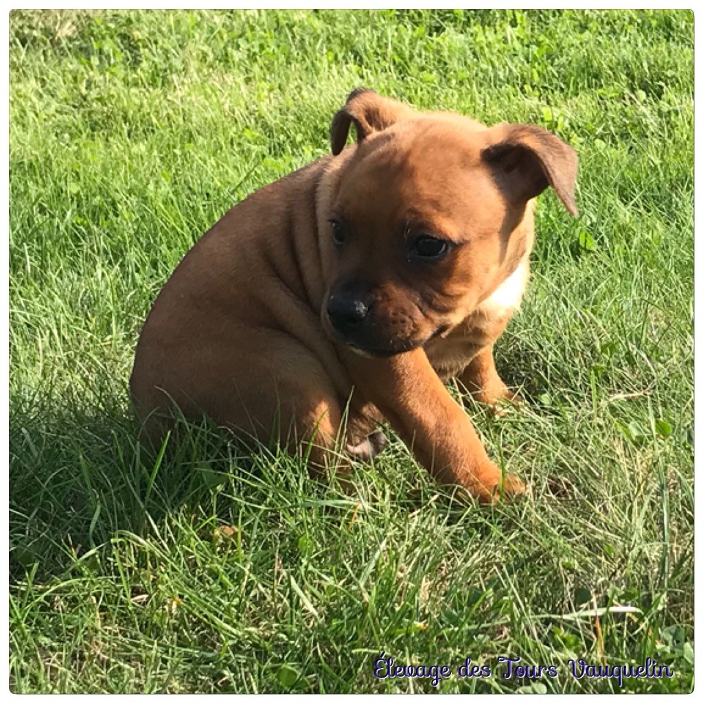 Des Tours Vauquelin - Chiots disponibles - Staffordshire Bull Terrier