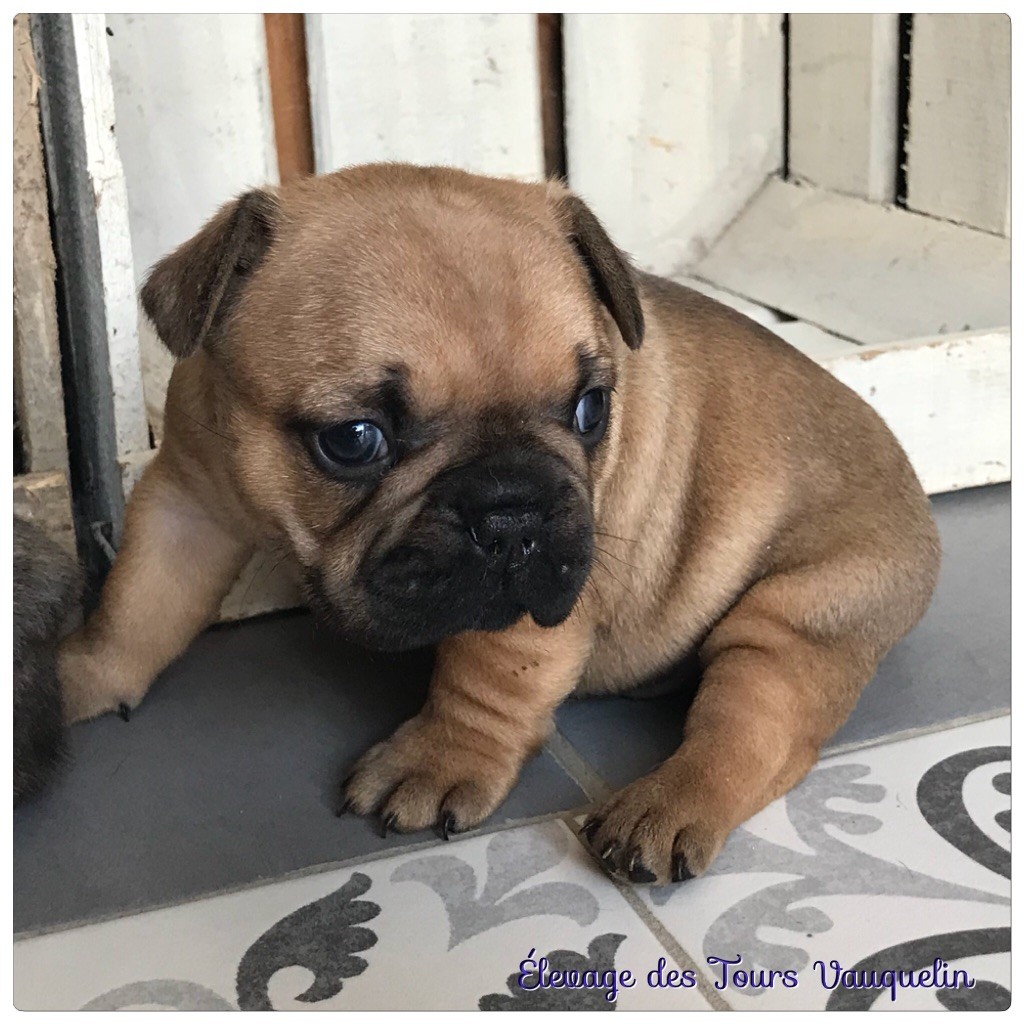 Des Tours Vauquelin - Bouledogue français - Portée née le 26/06/2018